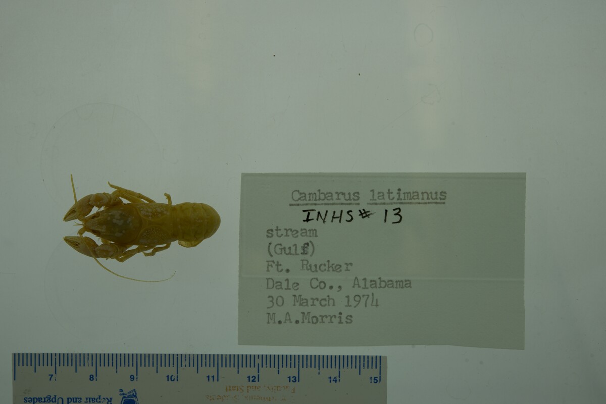 Cambarus latimanus image